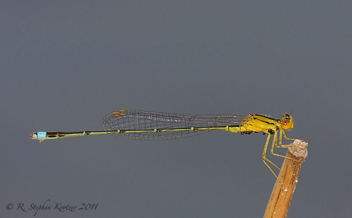 Enallagma vesperum, male